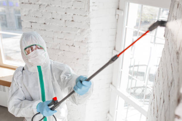 Best Basement Mold Removal  in Martinez, CA