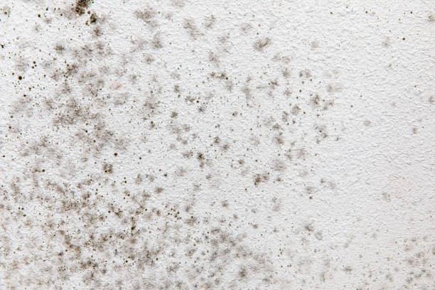 Best Asbestos and Lead Testing During Mold Inspection  in Martinez, CA